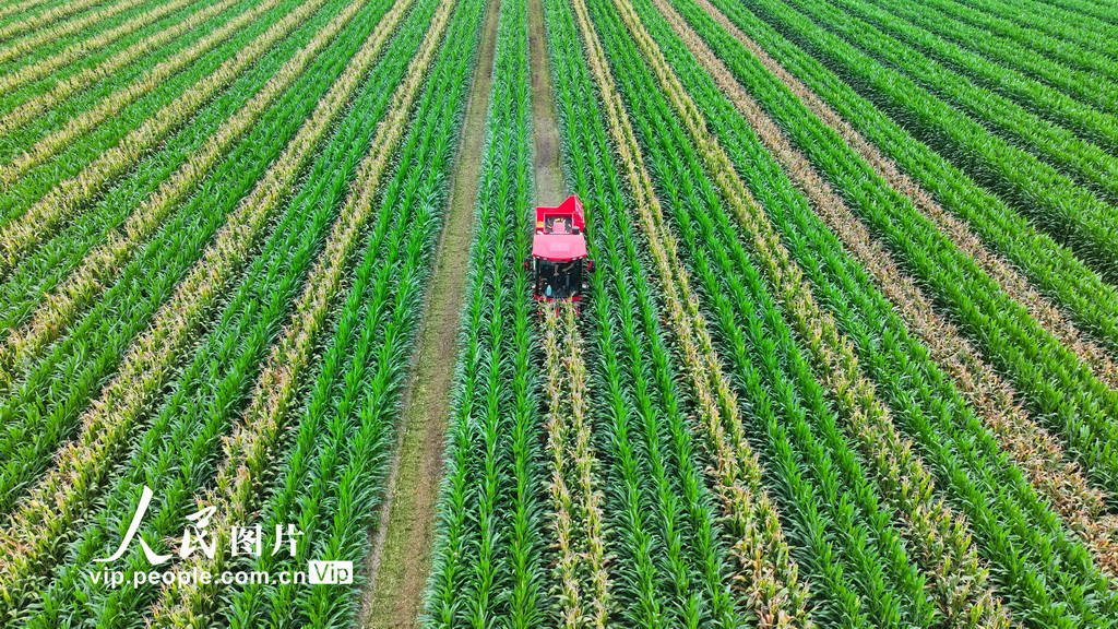 8��4�գ���ɽ��ʡ��Ӫ�й�������ȵ��С�Ŵ�ĸ߱�׼ũ���ũ���ʻ�����ո�������ո����ֵĴ����ס�